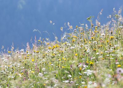 Blumenwiese